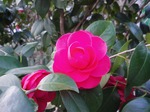 s-IMGP1982.jpg