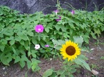 s-IMGP2078.jpg